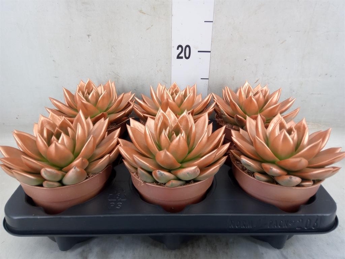 <h4>Echeveria  'Miranda'</h4>