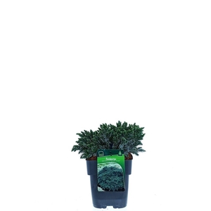 Juniperus squamata 'Blue Star'