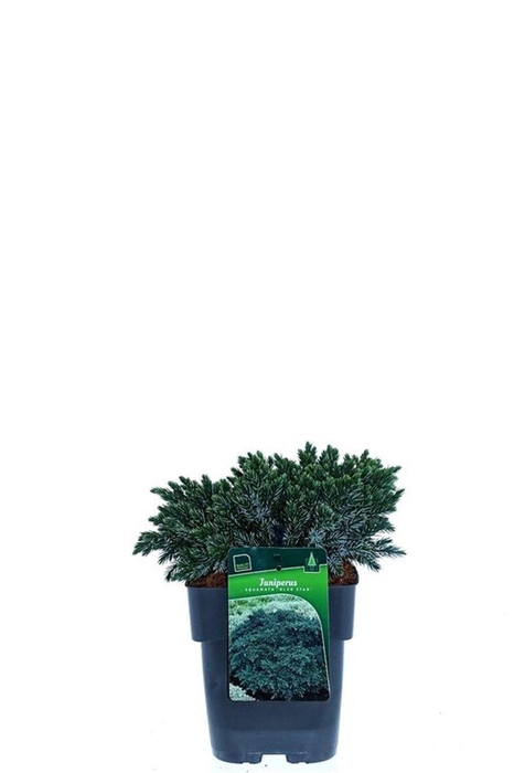 Juniperus squamata 'Blue Star'