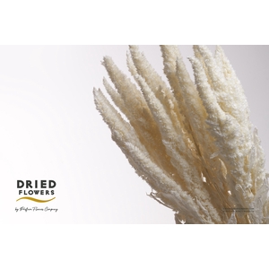 Dried Bleached Amaranthus