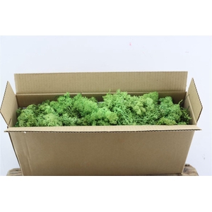Mos Reindeer Moss May Green 450gr