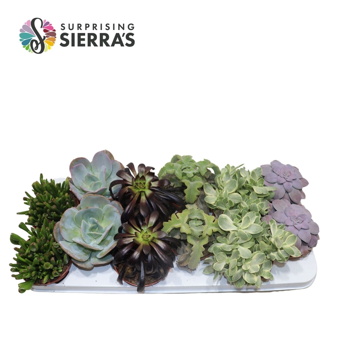 <h4>Sierra's® - Valencia Succulent Mix (Prime)</h4>