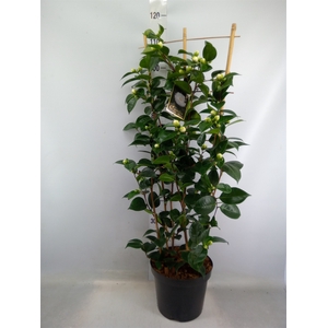 Camellia japonica