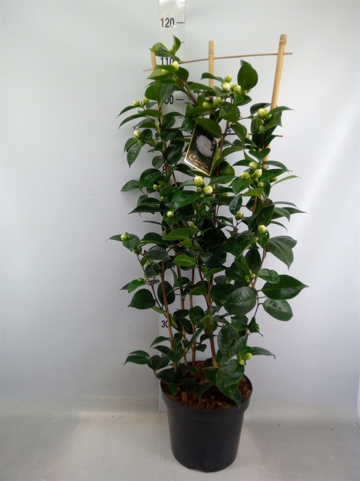 <h4>Camellia japonica</h4>