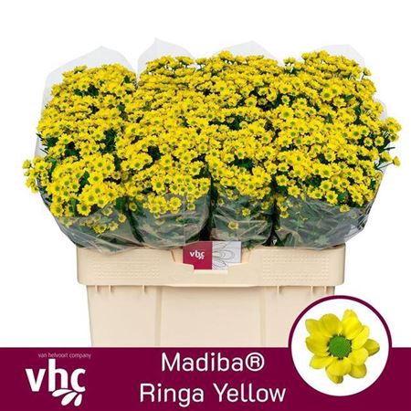 <h4>Chr Madiba Ringa Yellow</h4>