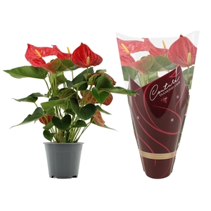 Anthurium Casparo in Couture Diamond sleeve