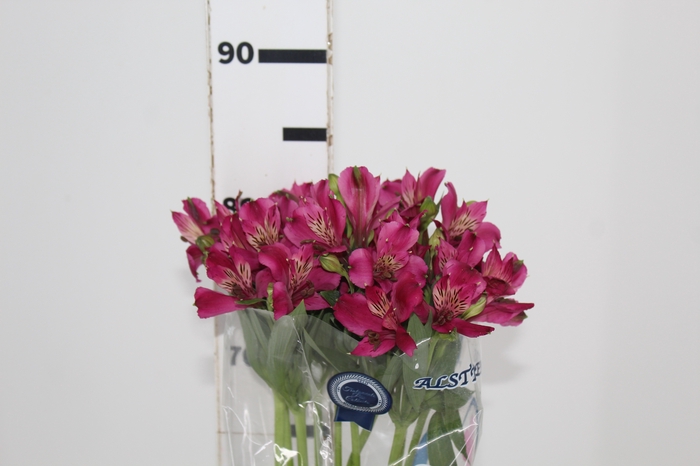 <h4>ALSTROEMERIA NAPOLI 080 CM</h4>