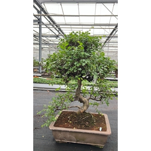 Zelkova parvifolia, pot 50 cm., height 90cm (single item)