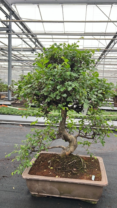 <h4>Zelkova parvifolia, pot 50 cm., height 90cm (single item)</h4>