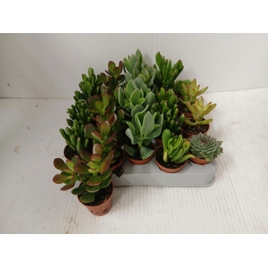 Crassula Mixed 5,5Ø 10cm