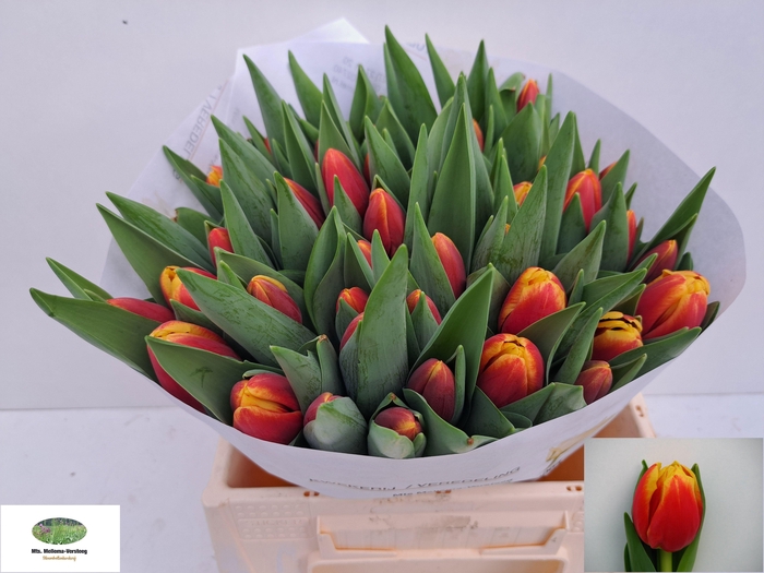 <h4>TU EN REPLAY</h4>