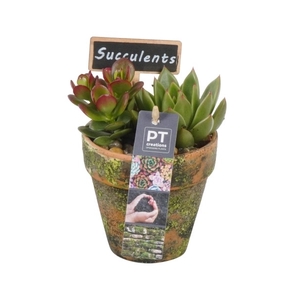 PTSU6101 Arrangement Succulent in terracotta pot