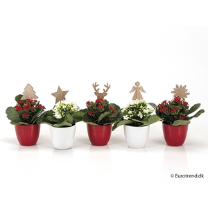 KALANCHOE BLOSSF KERST P6 E 2293