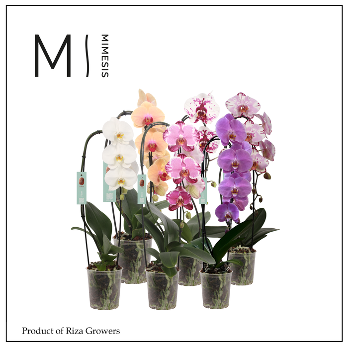 <h4>Phalaenopsis Flow Mix 1 spike - 12cm | Mimesis</h4>