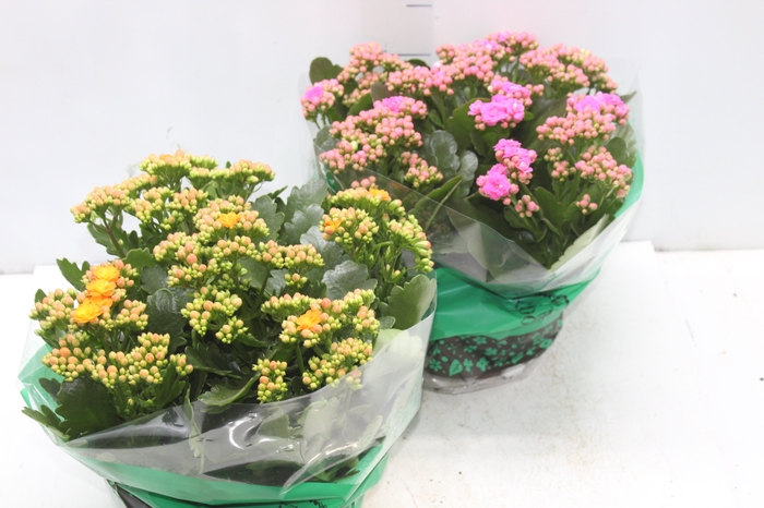 <h4>KALANCHOE DOBRADO C21</h4>
