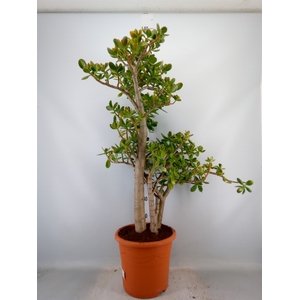 Crassula ovata 'Sunset'