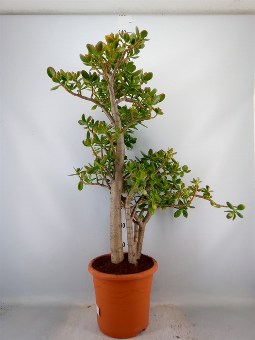 <h4>Crassula ovata 'Sunset'</h4>
