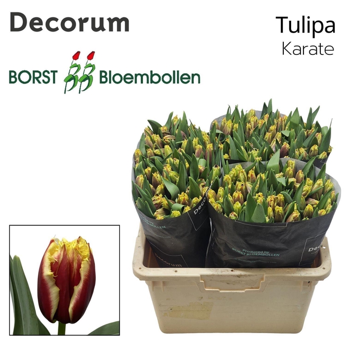 <h4>TU FR Karate</h4>