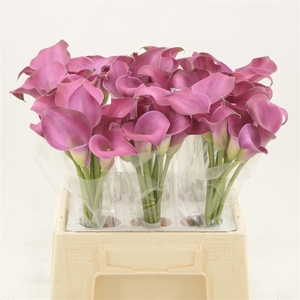 Calla Fantasia | Dubbelbloemig