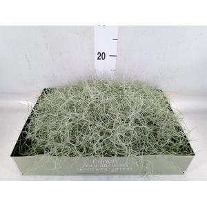 Tillandsia usneoides