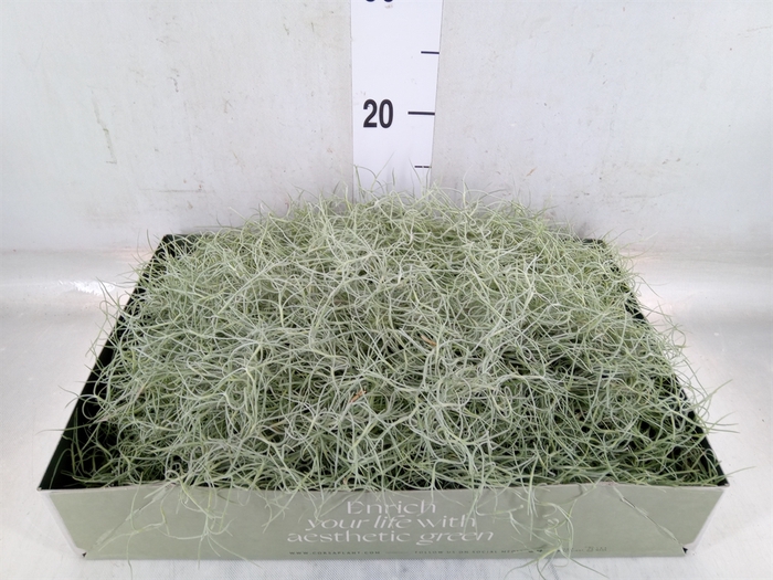 <h4>Tillandsia usneoides</h4>