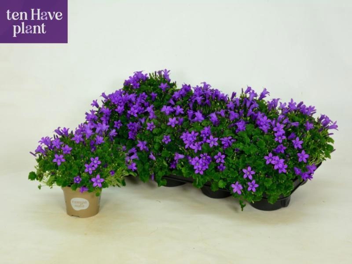 <h4>CAMP POR PORTO</h4>