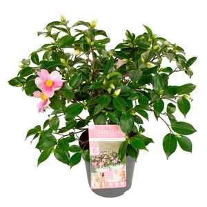 Camellia jap. 'Strawberry Swirl' Premium