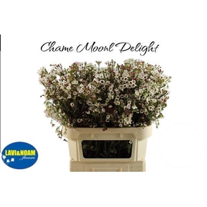 CHAME MOONL DELIGHT