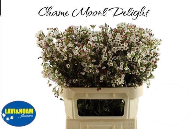 <h4>CHAME MOONL DELIGHT</h4>