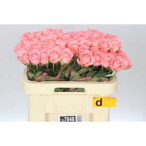Rosa Gr Unicorn