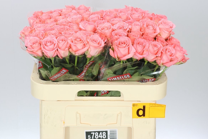 <h4>Rosa Gr Unicorn</h4>