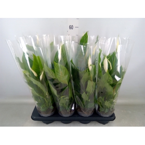 Spathiphyllum  'Strauss'