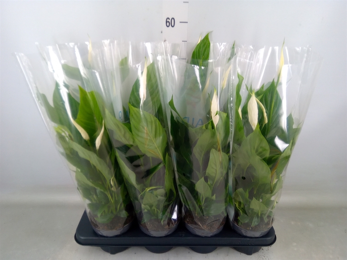 <h4>Spathiphyllum  'Strauss'</h4>