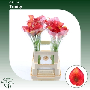 ZANT CAPT TRINITY