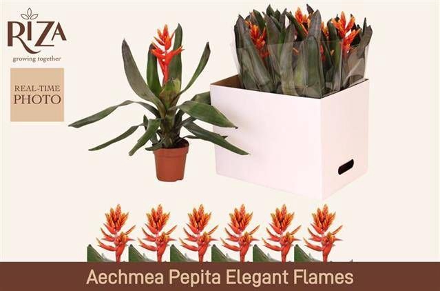 <h4>AECH PE ELEGANT FLAM</h4>