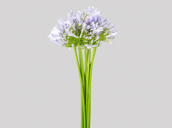 <h4>AGAPANTHUS LILAS</h4>