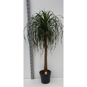 BEAUCARNEA RECUR