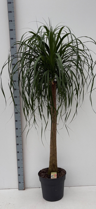 <h4>BEAUCARNEA RECUR</h4>