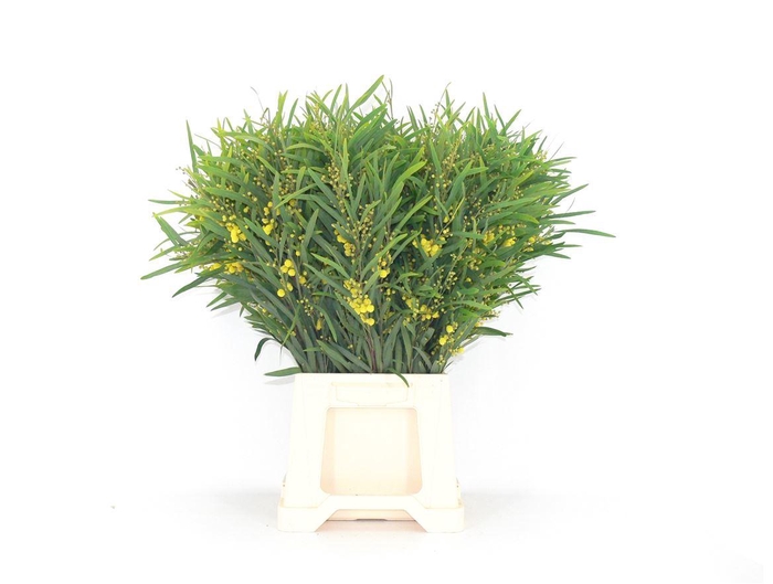 <h4>Mimosa Floribunda</h4>