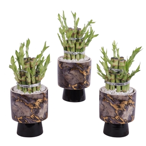 Lucky Bamboo Shape Round 2B Ø10cm Ceramic PL672