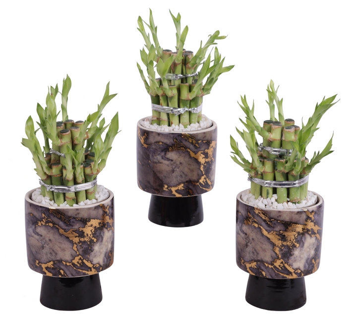 <h4>Lucky Bamboo Shape Round 2B Ø10cm Ceramic PL672</h4>