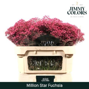 Gyps Million Star L70 Fuchsia