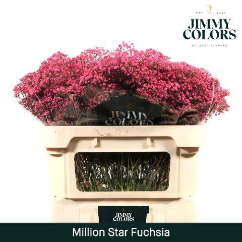 <h4>Gyps Million Star L70 Fuchsia</h4>