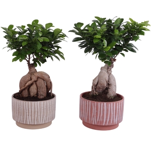 Ficus m. Ginseng Ball Shape Ø20cm in Ø22cm Ceramic NT667