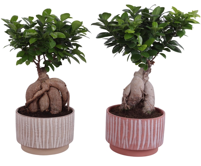 <h4>Ficus m. Ginseng Ball Shape Ø20cm in Ø22cm Ceramic NT667</h4>