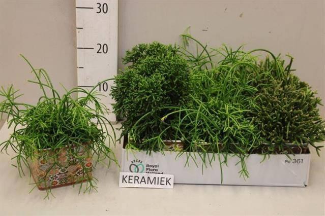 <h4>RHIPSALIS GEM</h4>