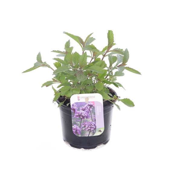 <h4>Verbena bonariensis</h4>