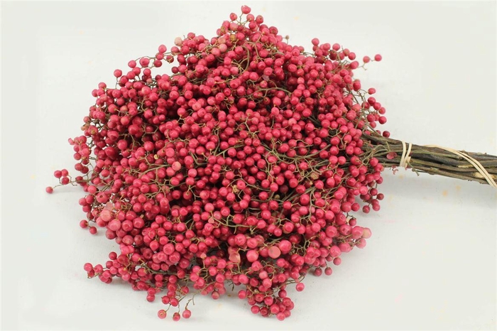 <h4>Schin M Pink Bunch</h4>