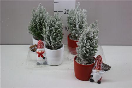 <h4>Chamaecyparis La Ellwoodii Snow Keramiek Red White</h4>