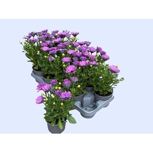OSTEO FP LAVENDER P